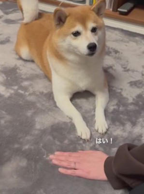 ママが手を床に当て