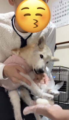 お餅をやさしく押す犬の姿
