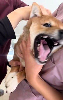 絶叫するつくねちゃん