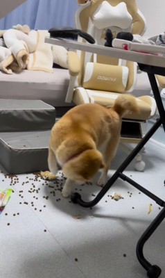 部屋の中はカオス状態