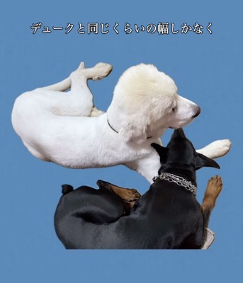 やせ細った超大型犬
