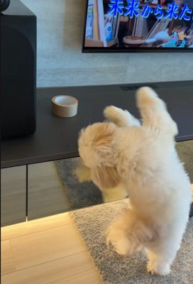 ガムテープを取りたいぬい君8