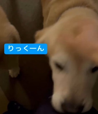 犬のアップ2