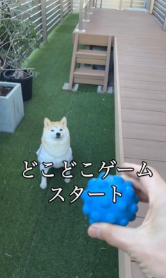 ボールを探して遊ぶ忠太くん