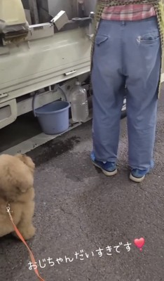 人のそばでおとなしく待つ犬