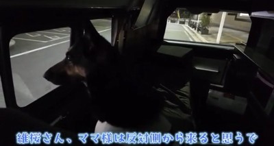 車内から外を見る犬