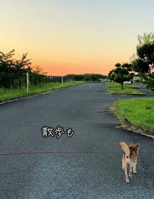 夕焼けの道を歩く犬の後ろ姿