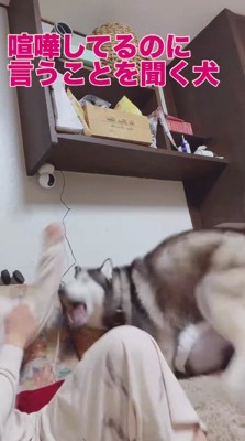 飼い主のパンチをかわす犬