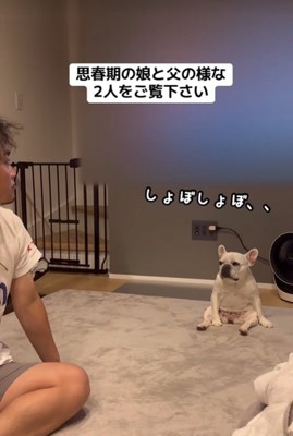 飼い主を見つめる小型犬