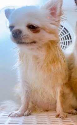 犬をドライルームに入れていたら…