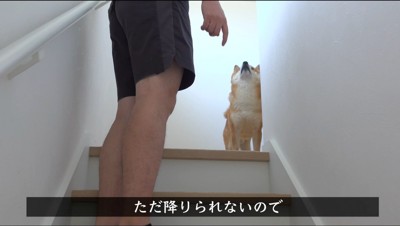 階段の手前に立ち止まって男性を見上げるオスの柴犬