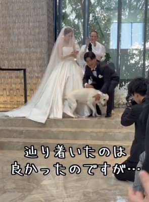 新郎に駆け寄る犬