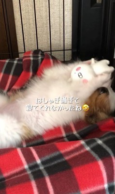 そらちゃんを迎えてからの日々3