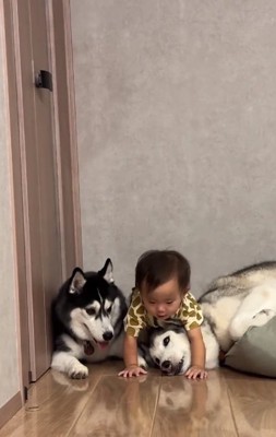 ムタさんに覆いかぶさる赤ちゃん