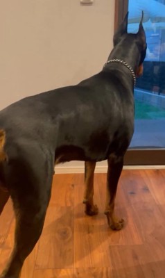 テンくんとニルくんの違い8