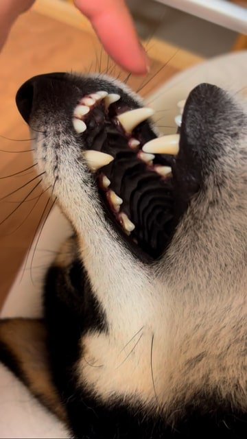 寝ている柴犬の口に指を入れようとする飼い主