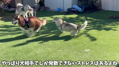 友達犬と遊ぶいちみちゃん