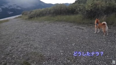 ナラちゃんが気配を察知！？