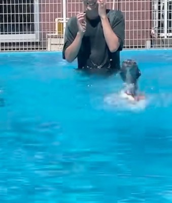 溺れるように泳ぐ犬