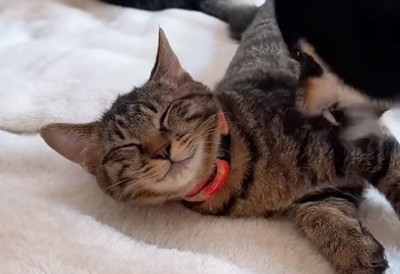 笑顔の子猫