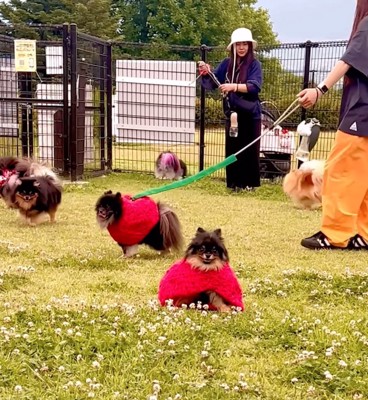洋服を着てドッグランへ