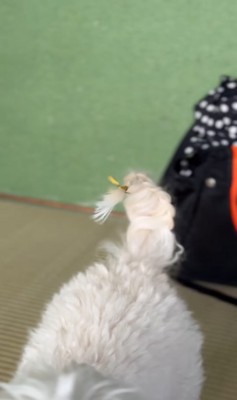 編み込まれた小型犬のしっぽ