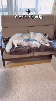 ソファの上でくっついて眠るハスキー犬とトイプードル