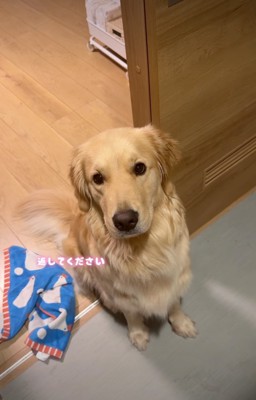 心配そうに見上げる犬