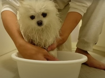 洗面器に入れられる犬