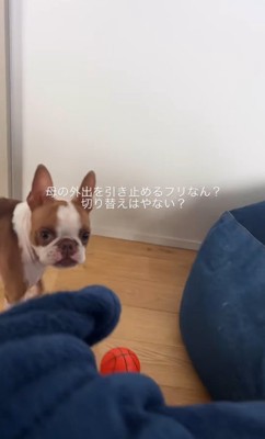 お母さん外出時のジノくん7