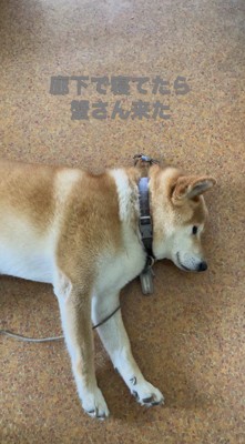 犬にぶつかるカニ