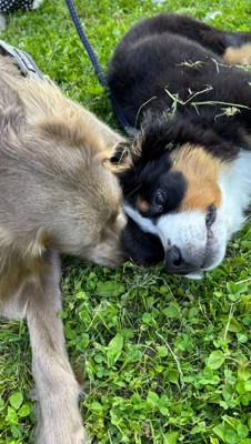 友達の頭のにおいを嗅ぐ犬