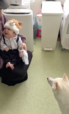 おまめちゃんと赤ちゃんの別れ8