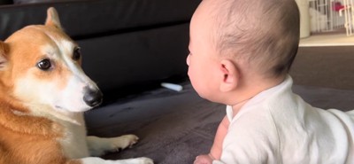 赤ちゃんとこた君