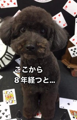 成犬になったクロエちゃん