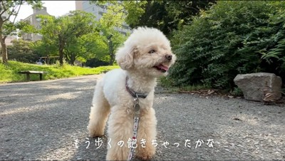 道の途中で立ち止まる犬