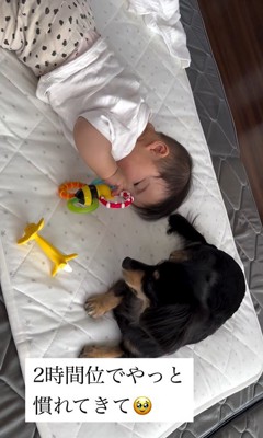 赤ちゃんとワンちゃんの初対面6