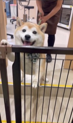 サロンに預けられる豆助座衛門くん5