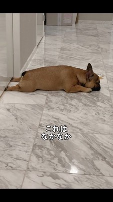 ドアの下の隙間に足をつっこんで寝るフレブル