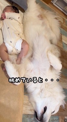 床に寝そべる犬と赤ちゃん