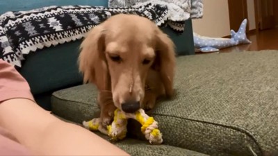 おもちゃ遊びをするパンナちゃん