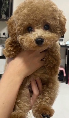 あどけない子犬さんが…