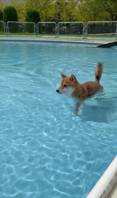 プールで歩く豆助くん