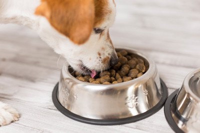 食事中の犬