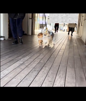 かたまって歩く3匹の犬