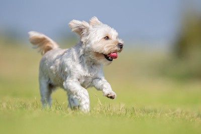 芝生の上を走る犬