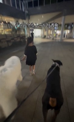 デュークくんも護衛に