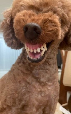 歯茎モンスターのえるもくん2