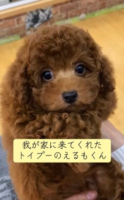 子犬のえるもくん1