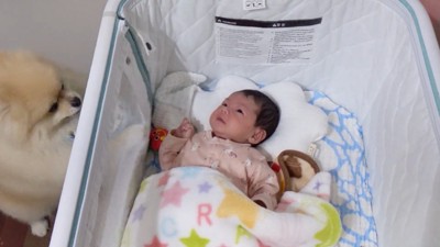 「泣かないで～！」とベッドをホリホリ